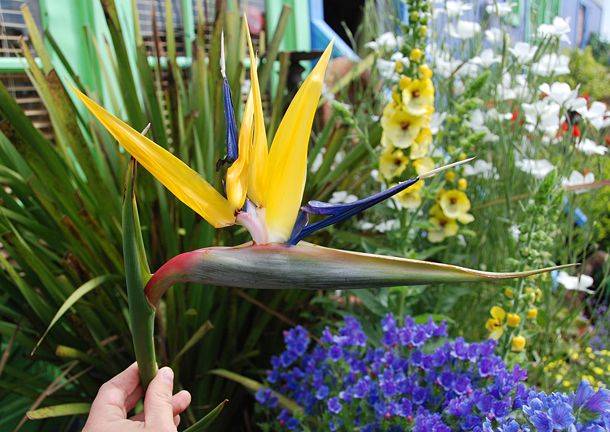 Rainbow strelitzia blume samen for garten anpflanzung