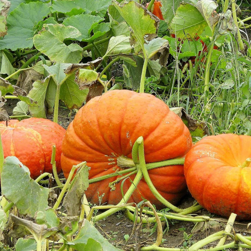 Pumpkins wachsend in raised bed