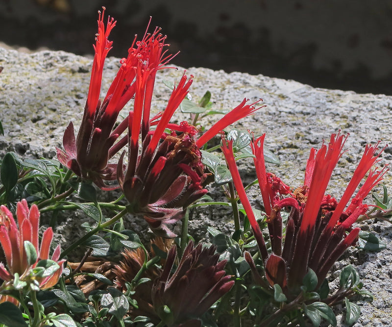 Semillas de Calandrinia roja para sembrar – imprescindible en jardines de estilo rústico – variedad tradicional y semillas de jardín doméstico sin modificación genética