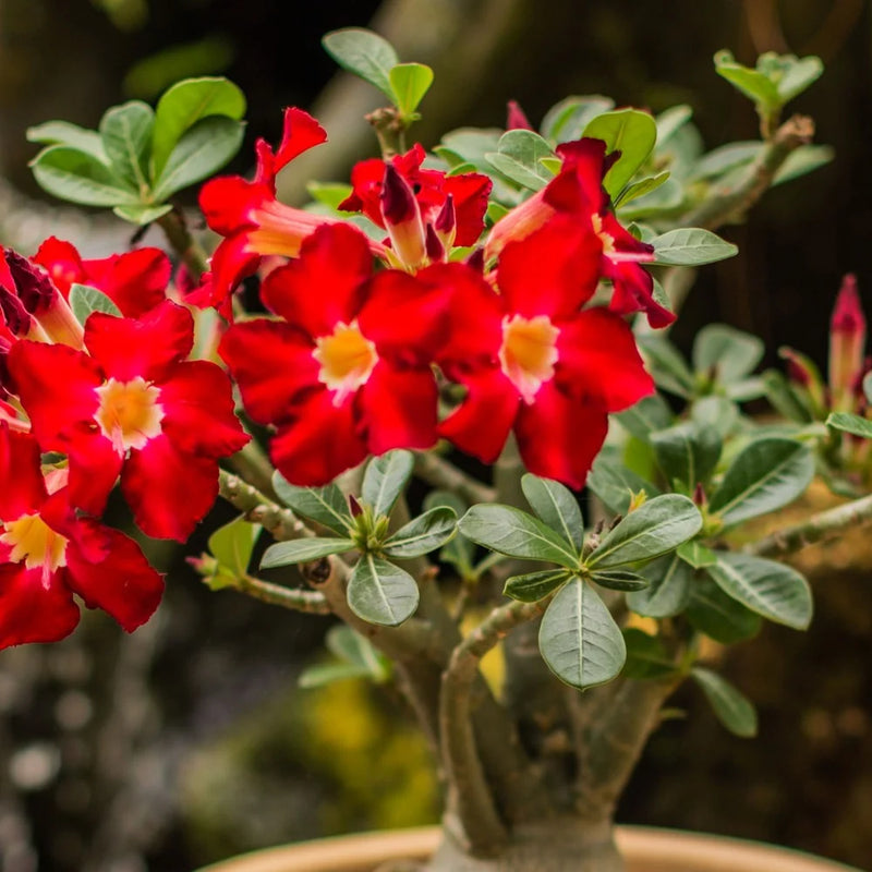 Rot adenium blume samen for anpflanzung