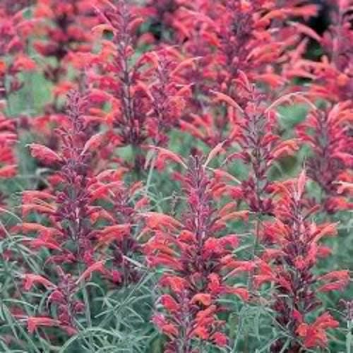 Red Agastache Heather Queen gentechnikfrei Samen for Aussaat