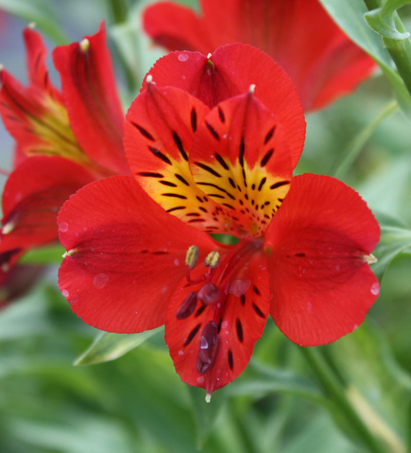 Rot alstroemeria blume samen