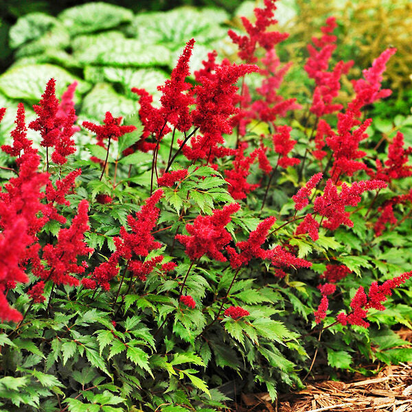 Rot astilbe blume samen for anpflanzung