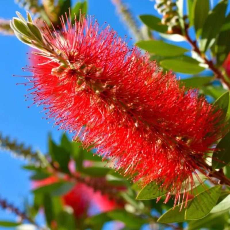 Rot bottlebrush tree samen