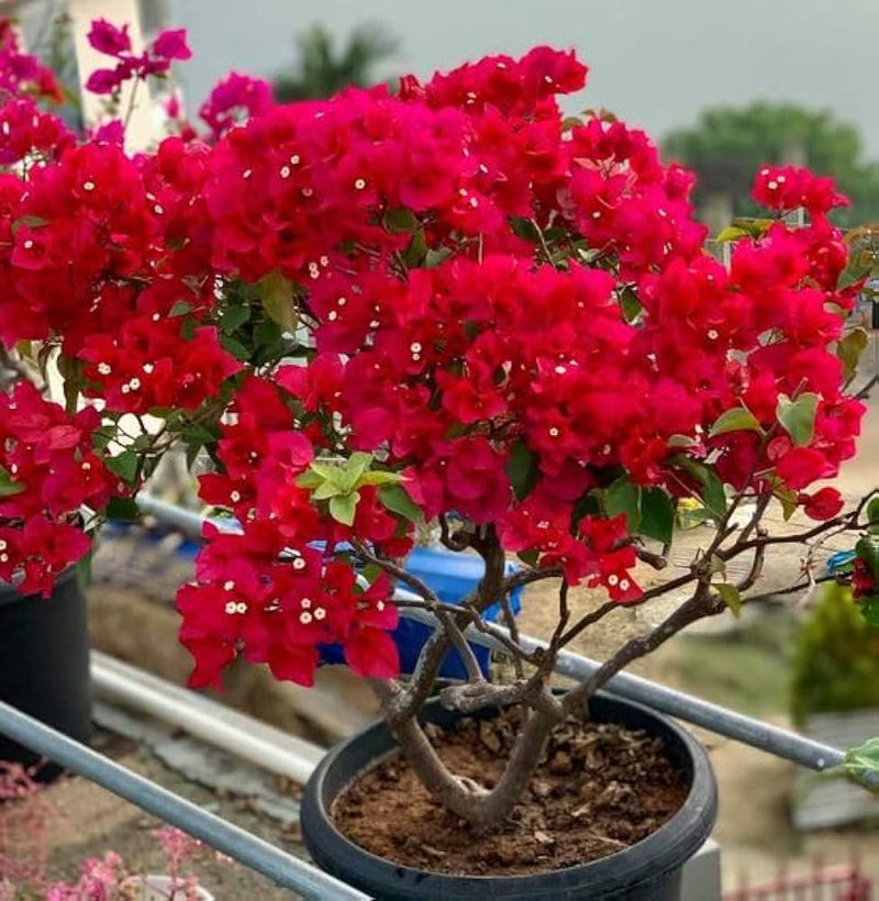 Rot bougainvillea samen for anpflanzung