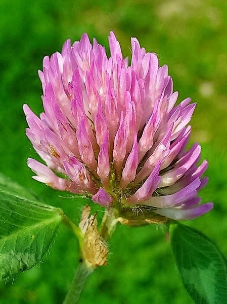 Red Clover Samen for ground cover Aussaat