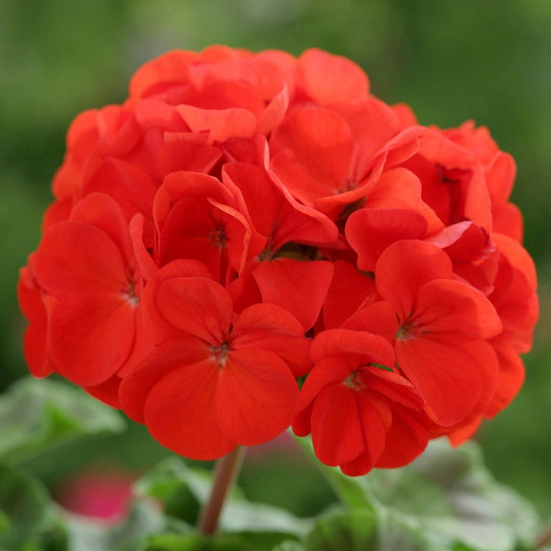 Rot edge geranium blume samen for garten anpflanzung