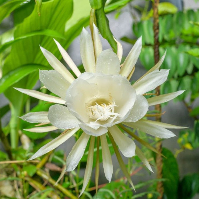 Rot epiphyllum oxypetalum blume samen for anpflanzung