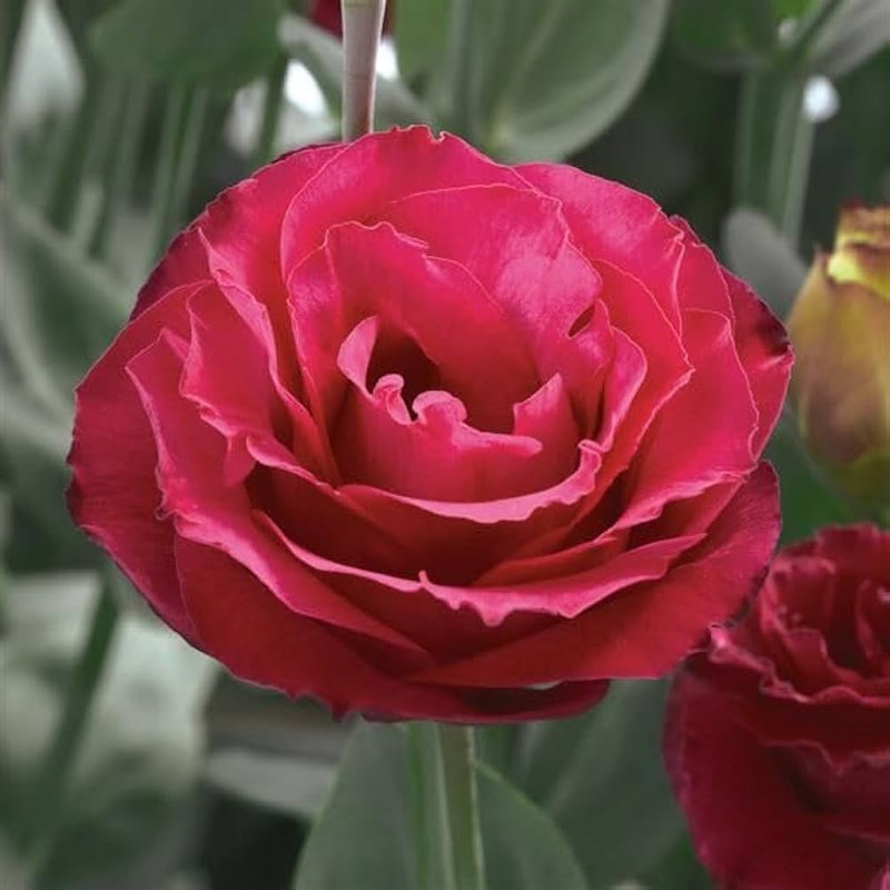 Rot eustoma blume samen for anpflanzung
