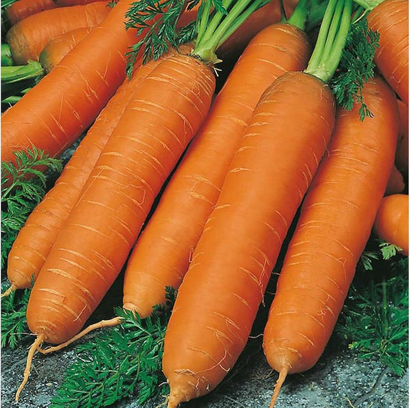 Red riesige organic russian traditionelle gemüse samen für aussaat
