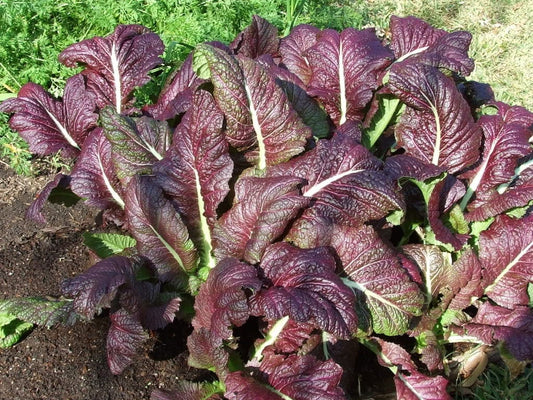 Packet of Red Giant Mustard vegetable Samen