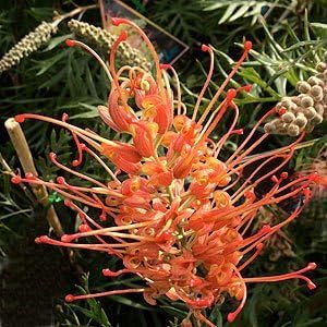 Rot grevillea robusta blume samen for anpflanzung