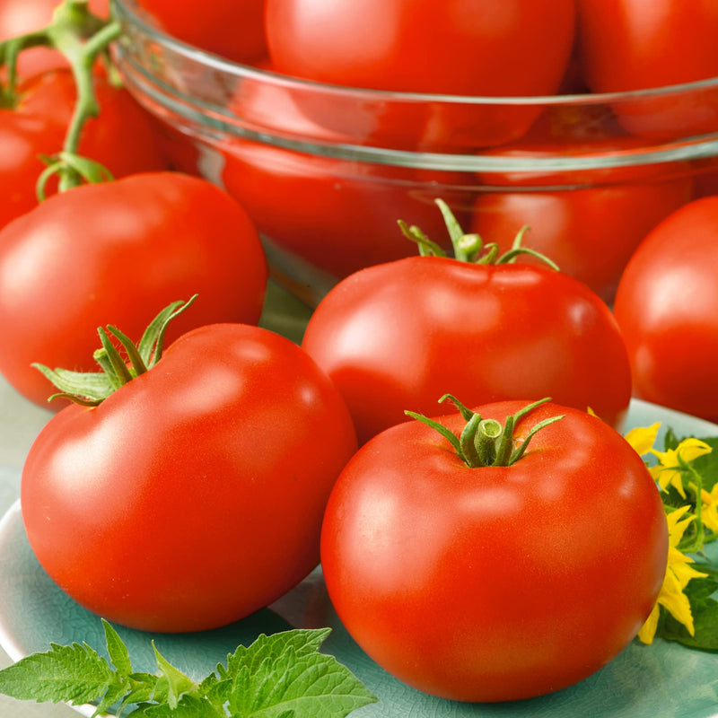 Fresh red tomatoes gezogen aus red horizon tomato samen
