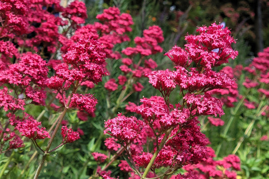 Red Jupiter's Beard Samen Centranthus ruber Bright Red Blume Pflanze