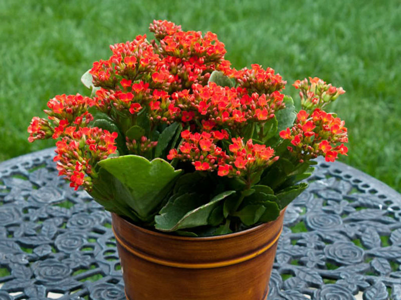 Rot kalanchoe blume samen