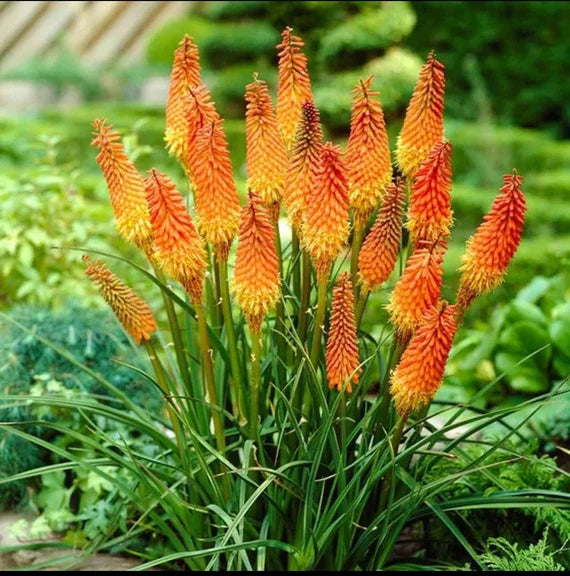 Rot kniphofia blume samen for anpflanzung