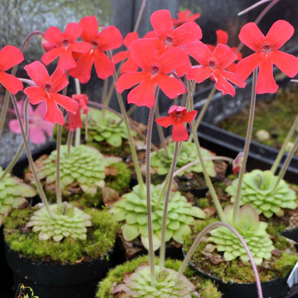 Rot laueana butterwort blume samen for anpflanzung