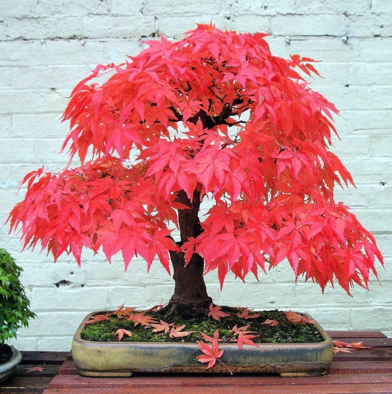 Rot maple tree samen