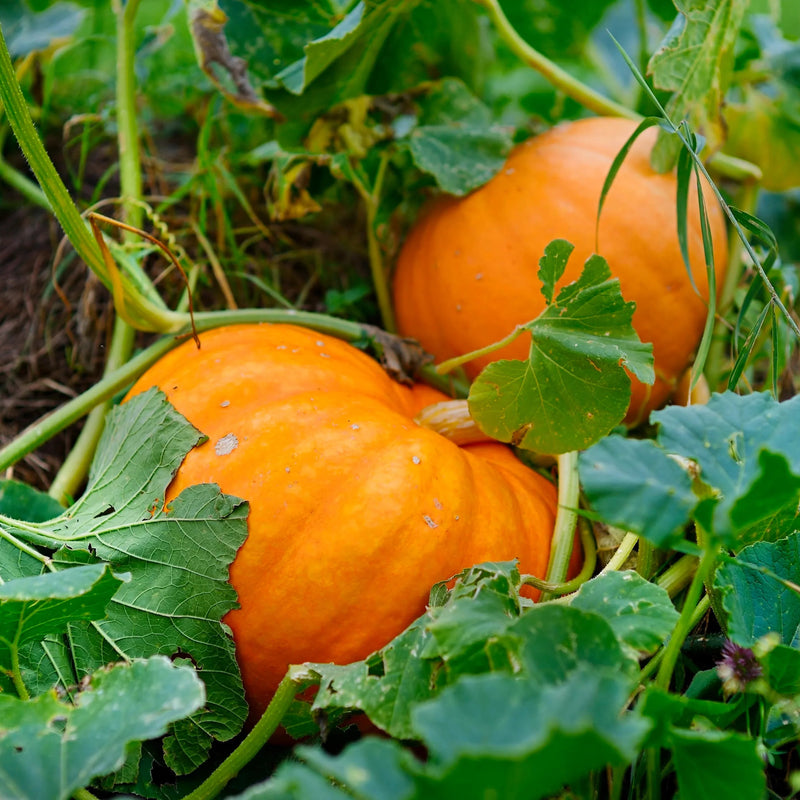 Red pumpkin samen für aussaat non gmo variety