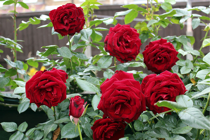 Graines de rose à semer facilement : cultivez des fleurs à la maison