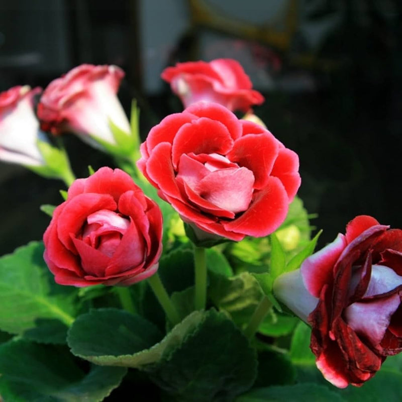 Rot saintpaulia blume samen