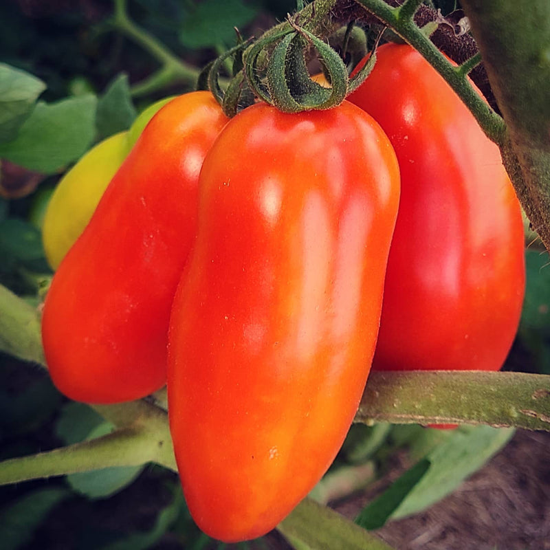 Non-gmo red san marzano samen für aussaat
