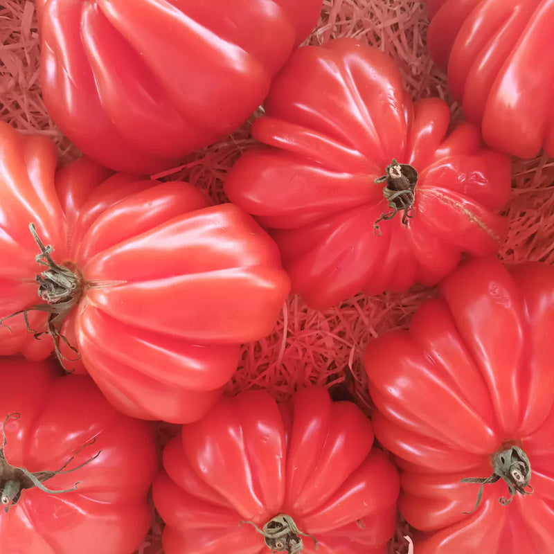 Red santorini tomato pflanzen thriving in raised garten beds