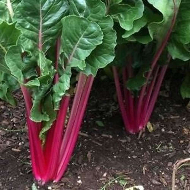 Red swiss ruby samen für aussaat in home gardens