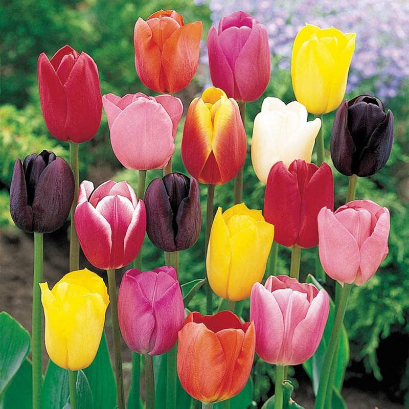 Rot tulip blume samen