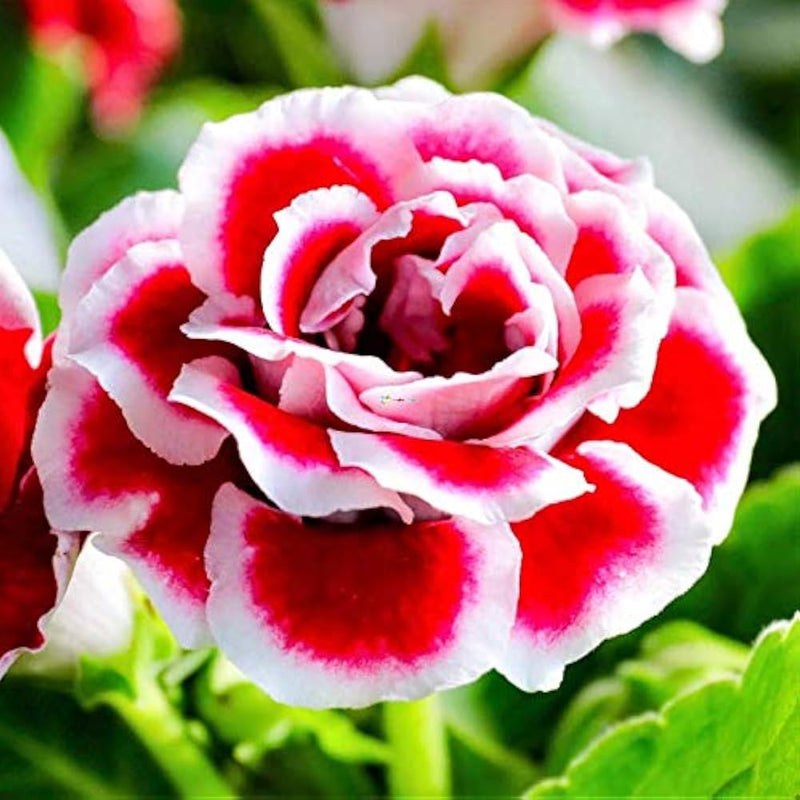 Rot weiß gloxinia blume samen for anpflanzung