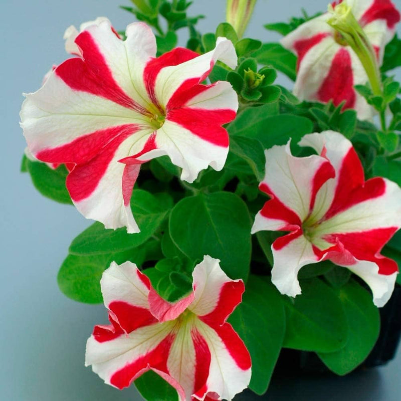 Rot and weiß oblique petunia blume samen for anpflanzung