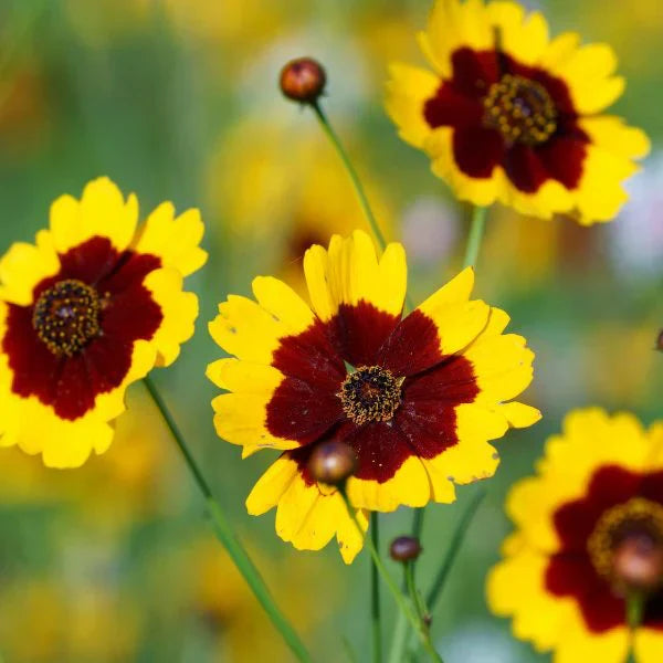 Rot gelb coreopsis blume samen for anpflanzung – vibrant garten blooms