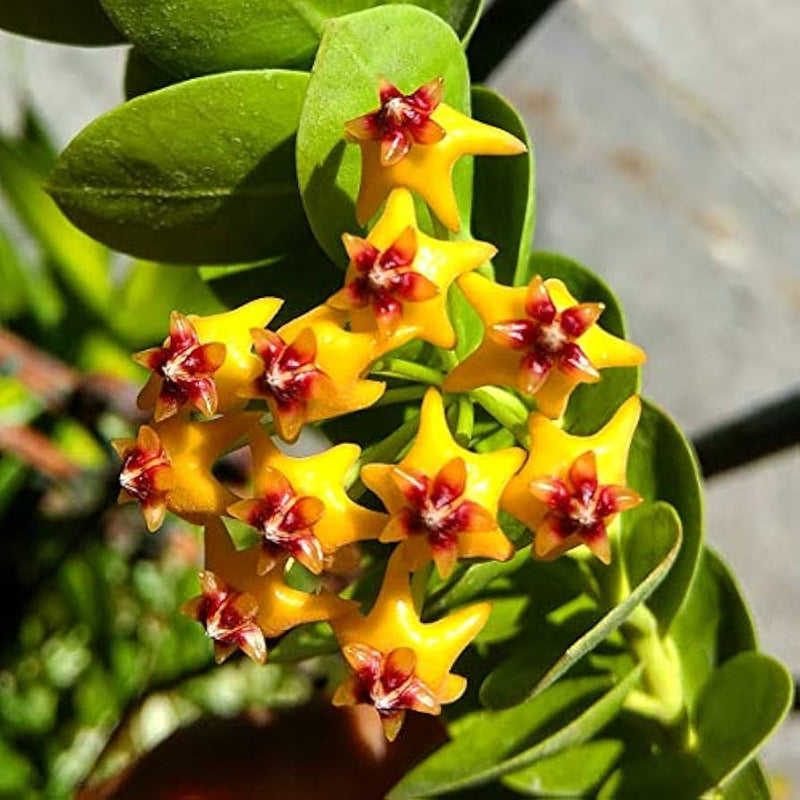 Rot gelb hoya blume samen for anpflanzung