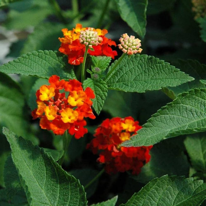 Rot gelb lantana blume samen for anpflanzung