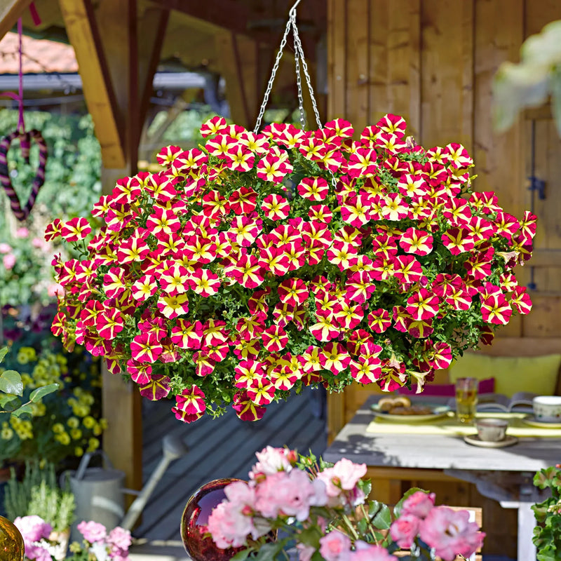 Rot gelb petunia samen for anpflanzung