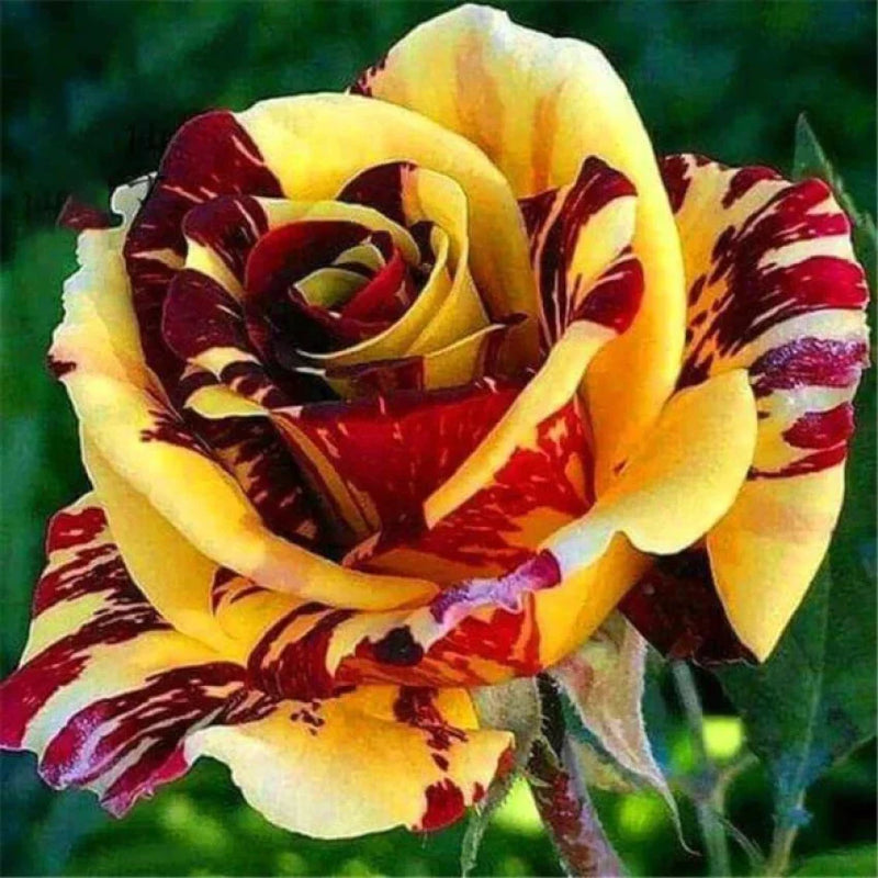 Rot gelb rose blume samen for anpflanzung
