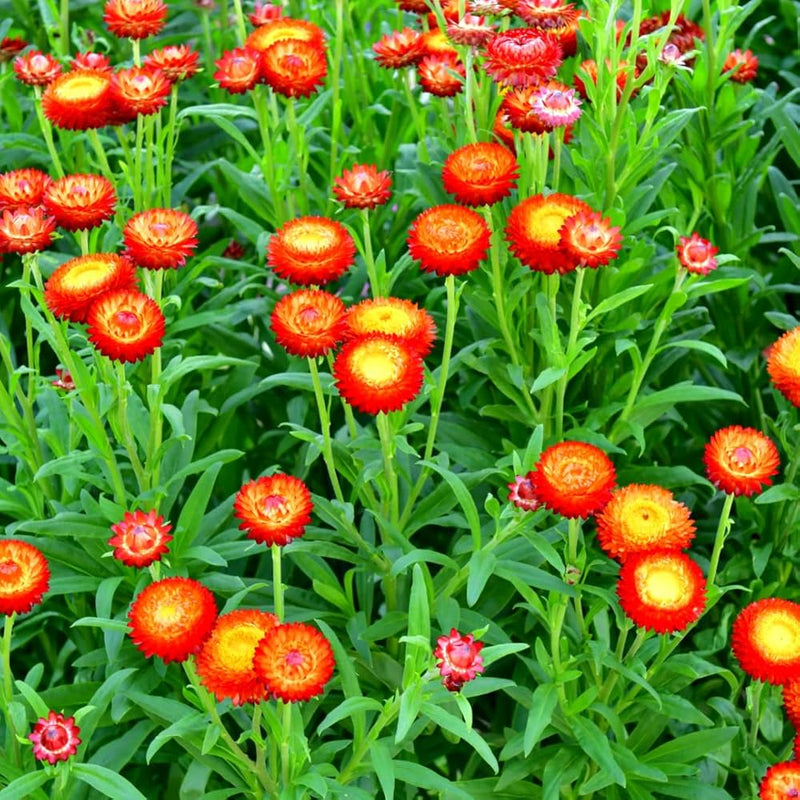 Rot and gelb strawflower samen for anpflanzung – bright blooms