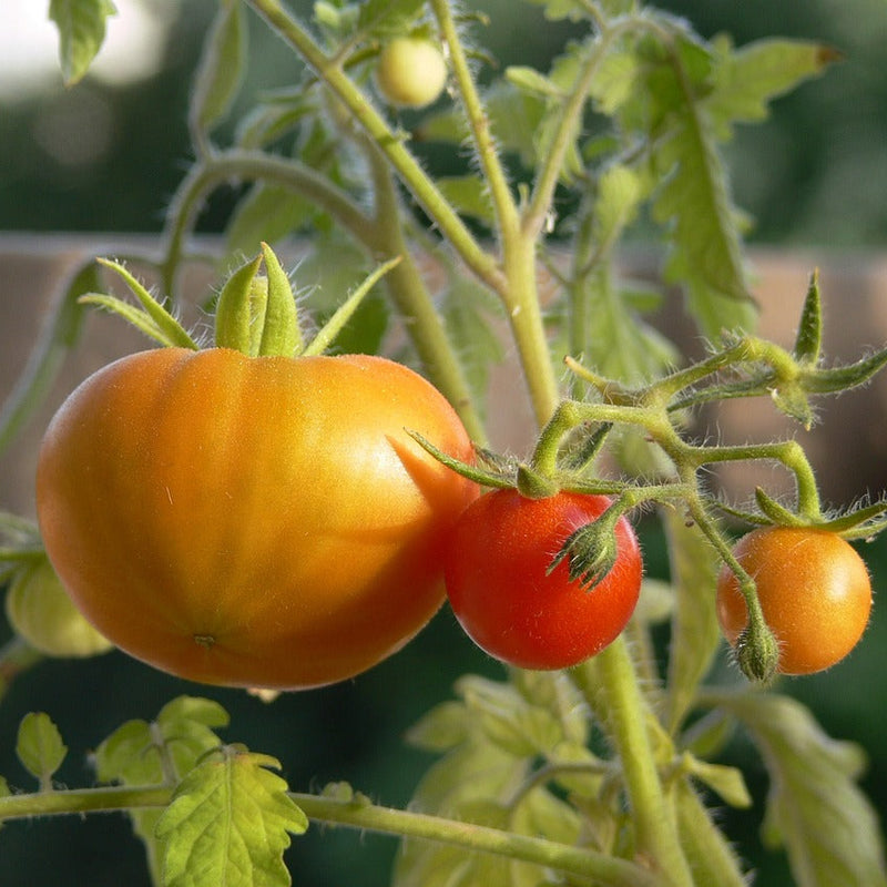 Red and gelbe tomato samen für aussaat