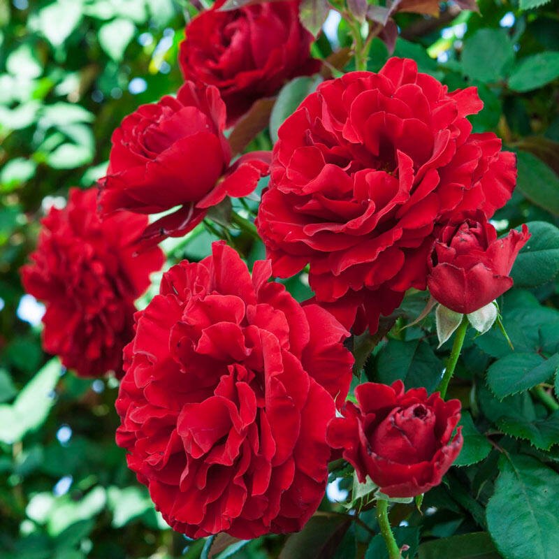 Graines de fleurs rouges grimpantes pour semis – fleurs éclatantes pour votre jardin