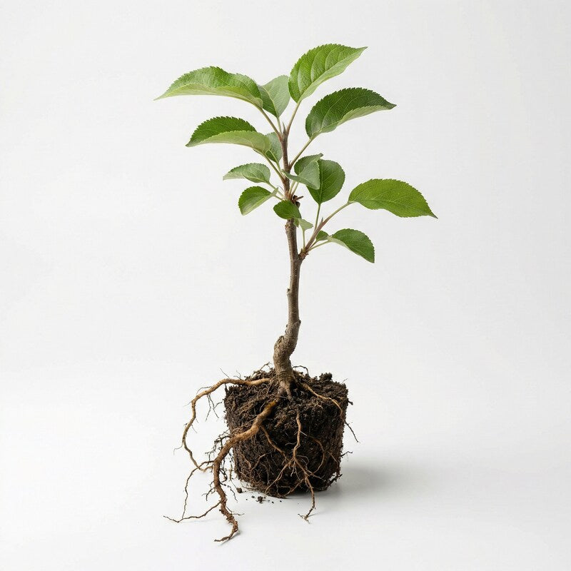 Plantón de manzano – De semilla, no modificado genéticamente, planta viva para jardín y cultivo frutal