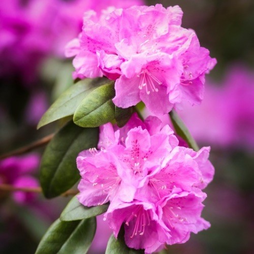 Semillas de rododendro para cultivar, populares en jardines, variedad tradicional y sin ingeniería genética, semillas para el jardín doméstico