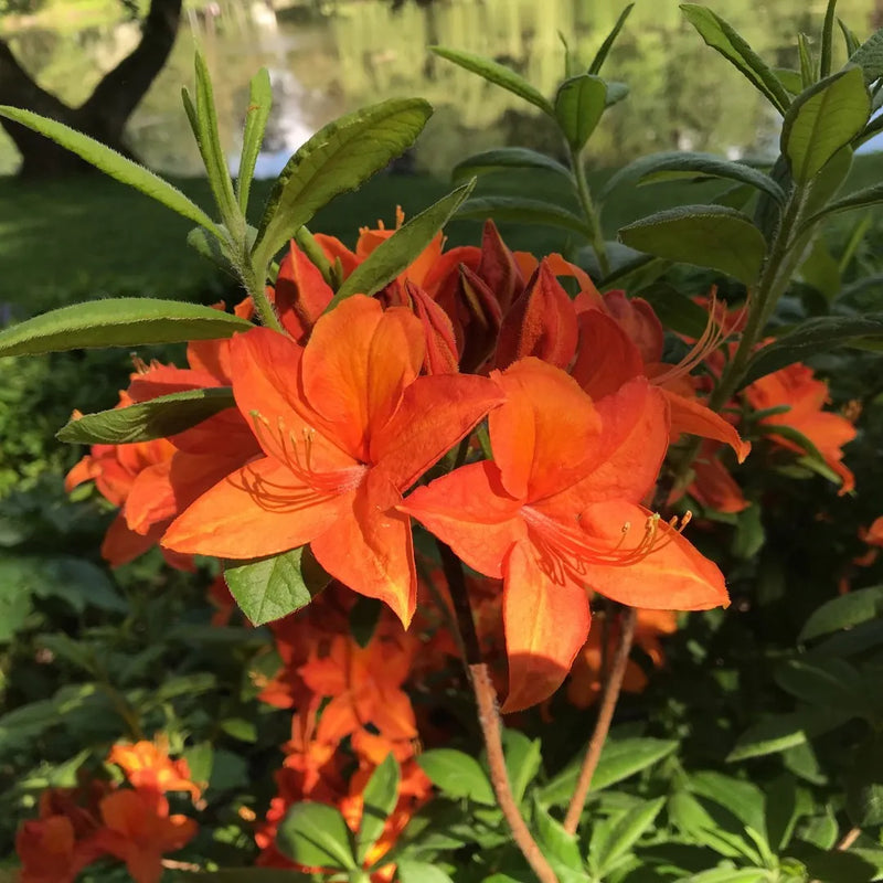 Rhododendron orange samen for anpflanzung