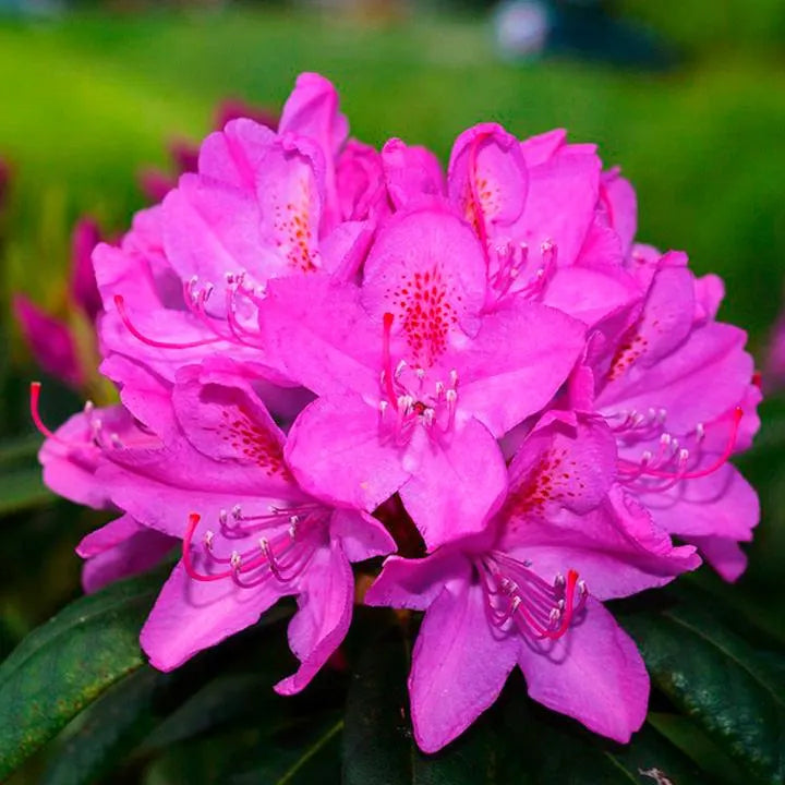 Rhododendron rosa samen for anpflanzung