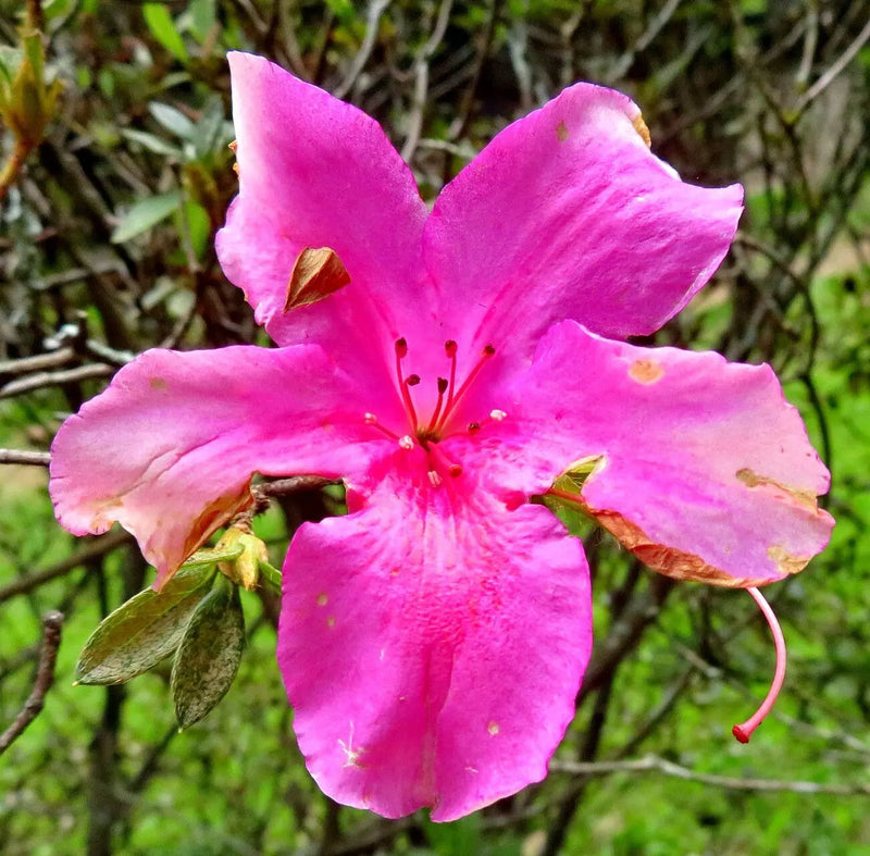 Rhododendron simsii mixed blume samen