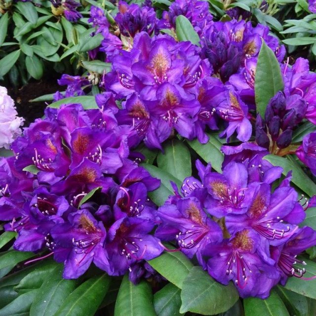 Rhododendron violet braun samen for anpflanzung