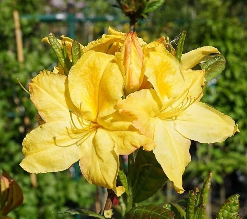 Rhododendron gelb blume samen for anpflanzung