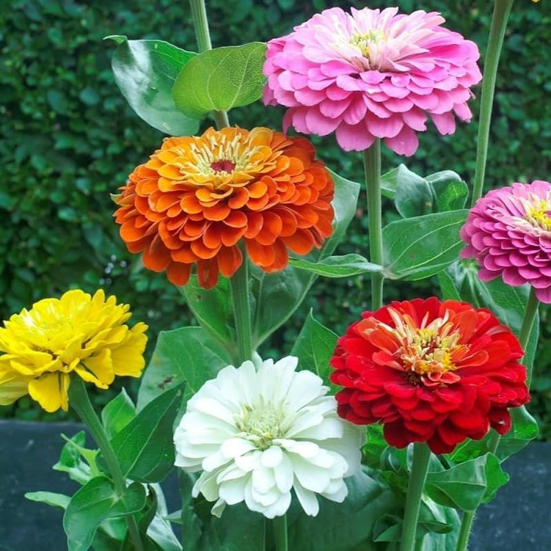 Rich braun rot zinnia blume samen for anpflanzung