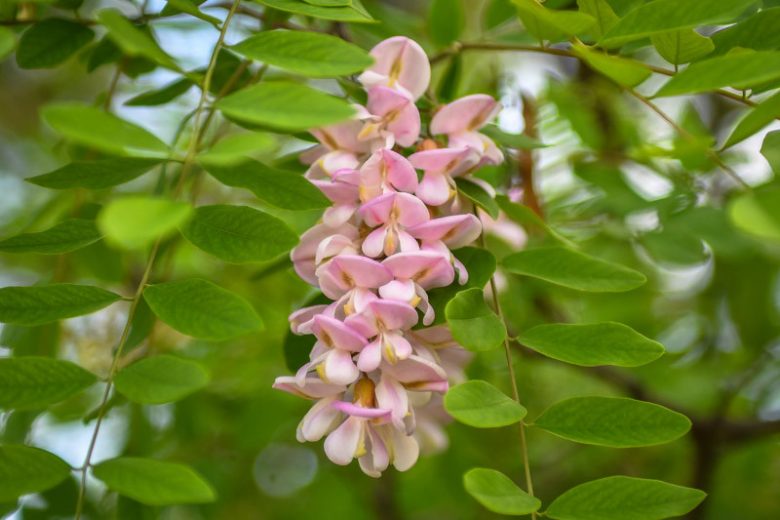 Semillas de árbol de langosta rosa, fáciles de sembrar