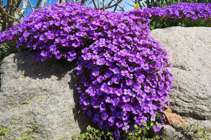 Rockery pflanze blume samen for unique garten anpflanzung