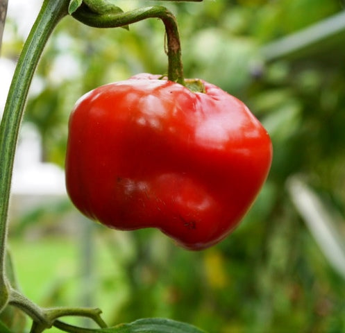 Semillas de rocoto para plantar: cultiva tus propios pimientos picantes